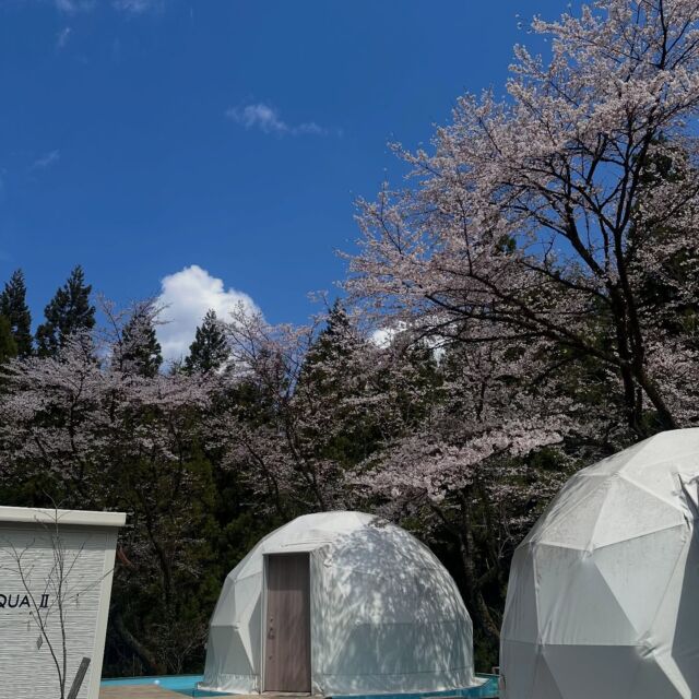 ＼グランピングエリア桜が満開です🌸／  いつも沢山のご利用ありがとうございます！  グランピングエリアの桜が満開になりました🌸  穏やかな春の陽射しを浴びながら、満開の桜の下で過ごすグランピングは特別な思い出になります😳✨  ハンモックに揺られながら桜を見上げる贅沢な時間はいかがですか？  夜にはライトアップされた夜桜が、
昼間とは違うロマンチックな雰囲気を演出してくれます🌉  今だけの特別な景色を是非ご体験ください♡
.
.
グランピング詳細はこちらから👇🏻
https://foret-de-repos.jp/gramping
(InstagramプロフィールからWebサイトを確認できます)
.
.
📍ルポの森
〒910-2222
福井県福井市市波町38-2
TEL 0776-96-7071
⭐︎水曜日定休
.
.
.
#ルポの森 #ルポ #越前美山 #グランフォレスト越前美山 #グランピング #グランピングドーム #福井 #福井旅行 #福井観光 #ペットと泊まれる #福井桜